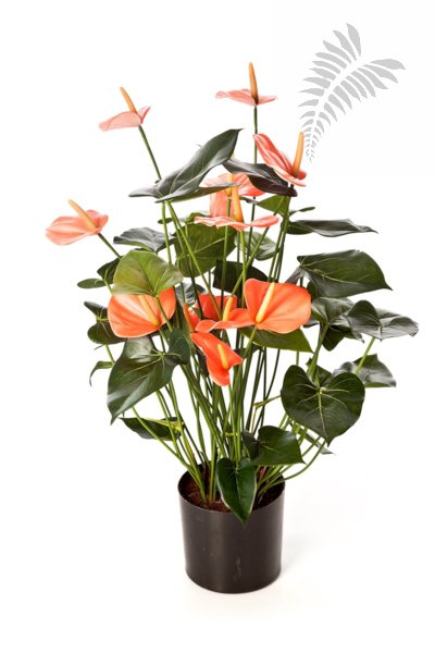 ANTHURIUM DE LUXE PINK 1109PK