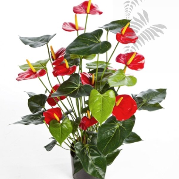 ANTHURIUM DE LUXE RED 1109R