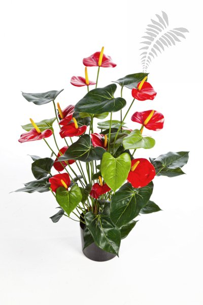 ANTHURIUM DE LUXE RED 1109R