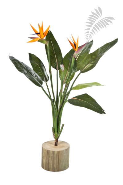 STRELITZIA BUSH X 11 1110N