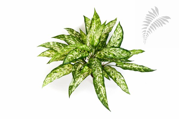 AGLAONEMA BUSH X 36 1118N