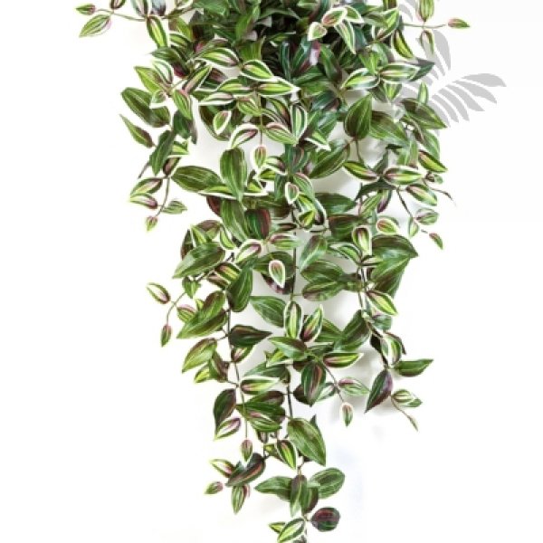 WANDERING JEW HANGING BUSH X12 70cm 1123NR