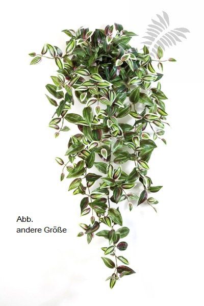 WANDERING JEW HANGING BUSH X12 70cm 1123NR