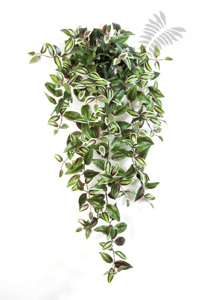 WANDERING JEW HANGING BUSH X15 95cm 1124NR