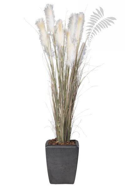 Pampas Gras 120cm 11.294C