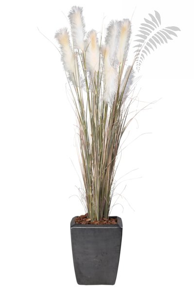 Pampas Gras 150cm 11.295C