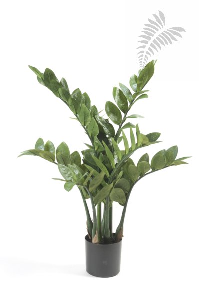 Zamioculcas x7 70cm 11.661C