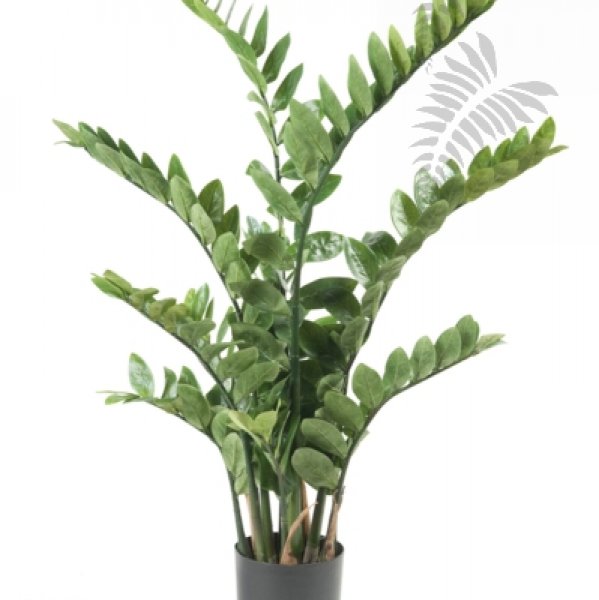 Zamioculcas x11 110cm 11.662C