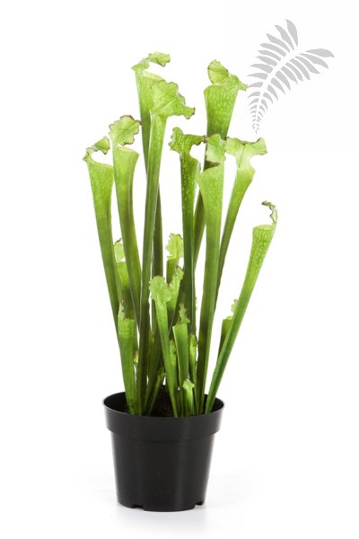 Sarracenia green 65cm 1180N