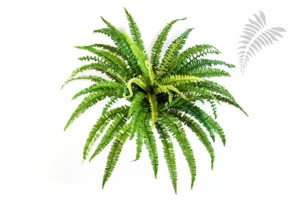 FOREST FERN X 57 1317N