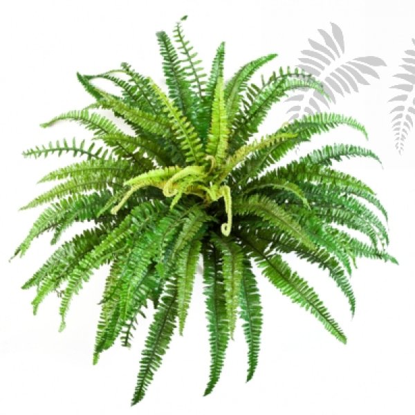 FOREST FERN X 76 1318N