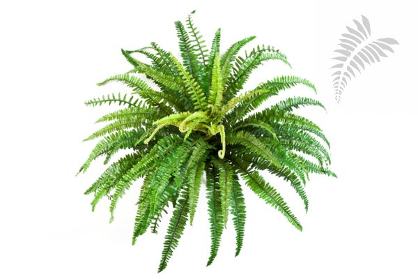 FOREST FERN X 76 1318N