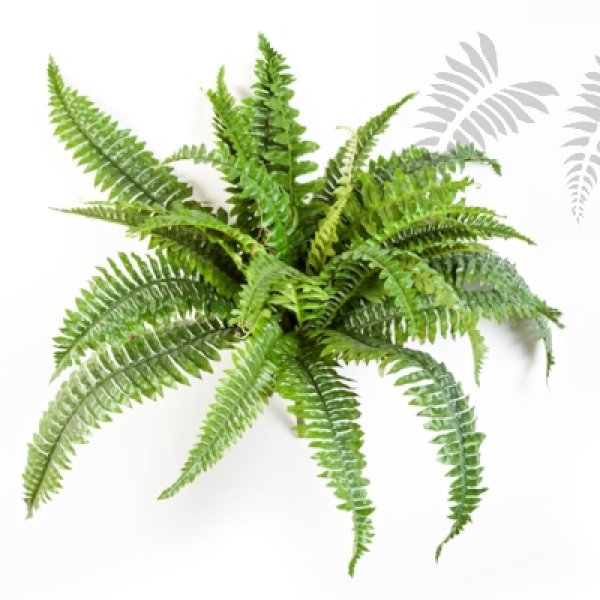 BOSTON FERN X 26 1320N