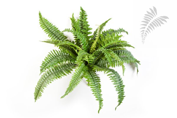 BOSTON FERN X 26 1320N