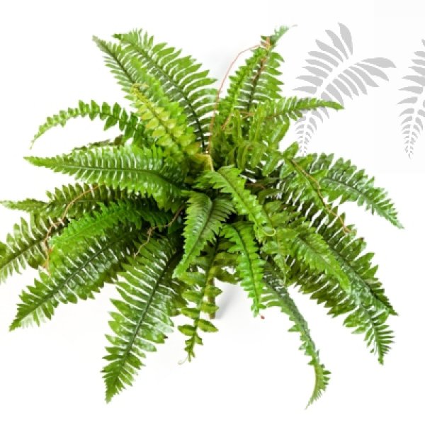 BOSTON FERN X 31 1321N