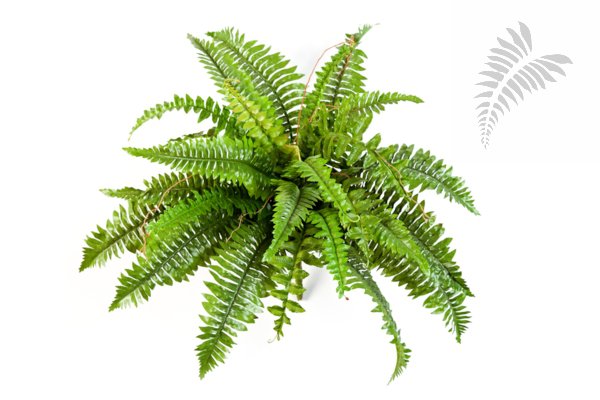 BOSTON FERN X 31 1321N