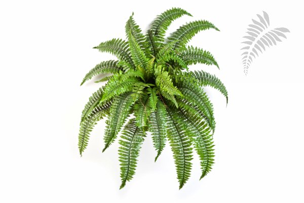 BOSTON FERN X 34 1322N