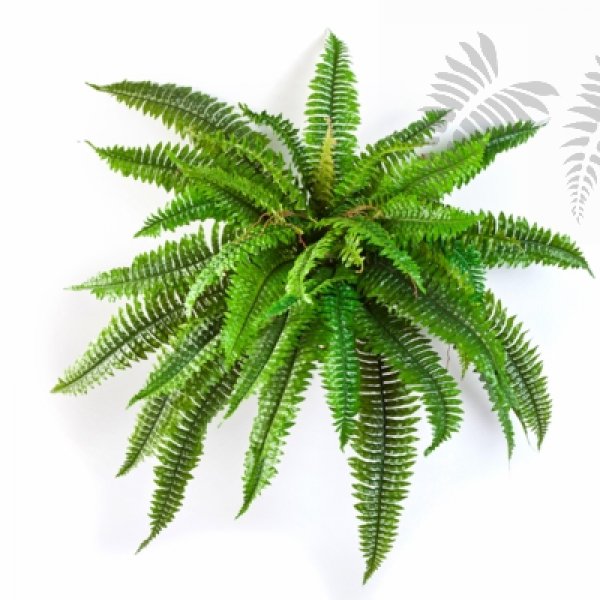 BOSTON FERN X 42 1323N