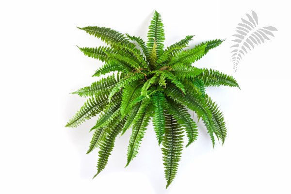 BOSTON FERN X 42 1323N