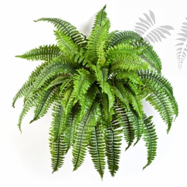 BOSTON FERN X 50 1324N