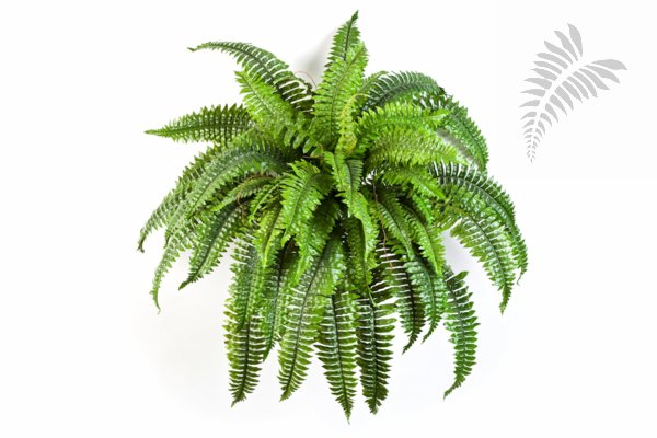 BOSTON FERN X 50 1324N