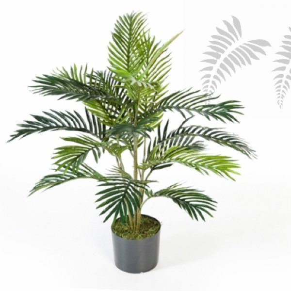 ARECA PALM 1363N