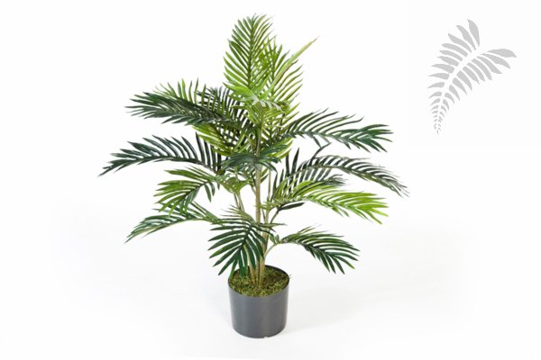 ARECA PALM 1363N