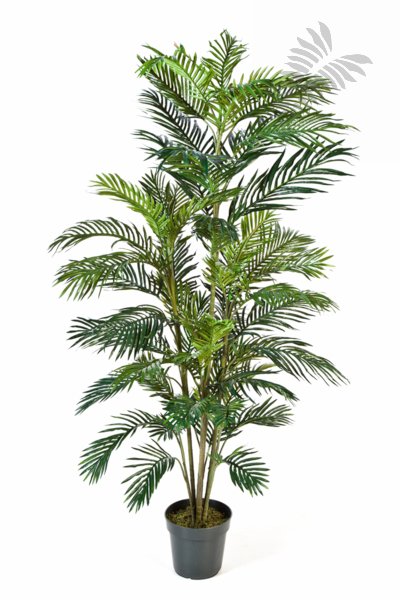 ARECA PALM 1366N