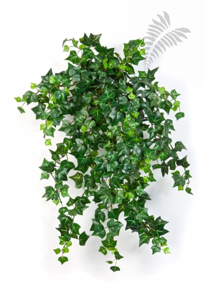 MINI ENGLISH IVY X 560 1426N