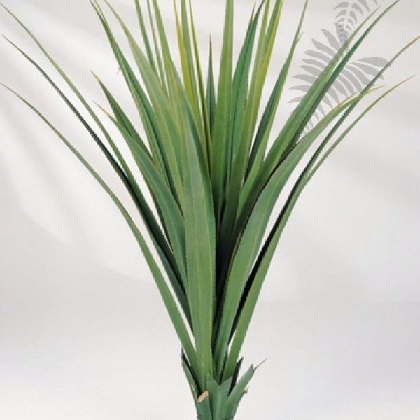 PANDANUS PLANT 1530N