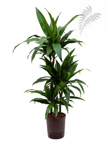 Dracaena deremensis Janet Craig  60/30/1 KT 15/19