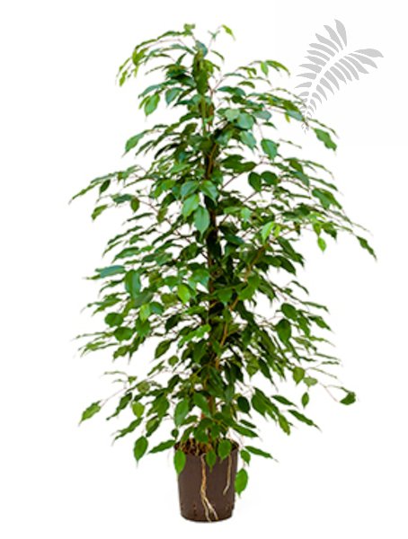 Ficus benj. 100-120cm KT 18/19