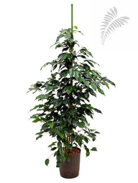 Ficus benj. "Danielle"  100cm KT 15/19