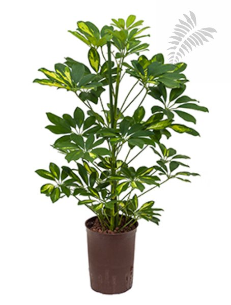 Schefflera arboricola Gold Capella  2-Tu KT 15/19