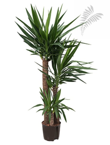 Yucca elephantipes 90/60/30 120-140cm KT 22/19