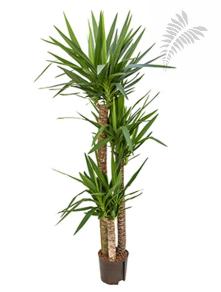 Yucca elephantipes 120/90/30 180cm KT 22/19