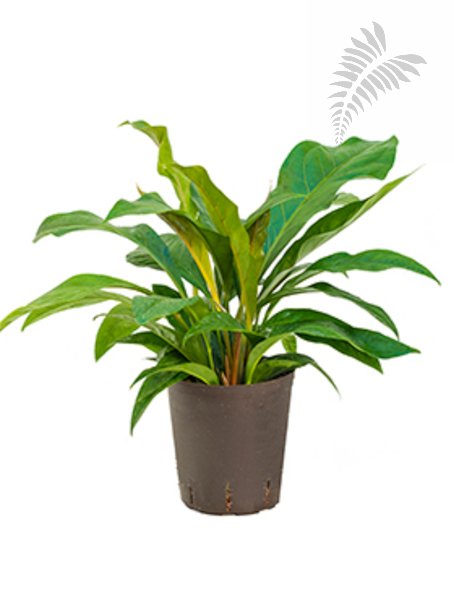 Anthurium "Jungle Busch" 40-50cm KT 18/19