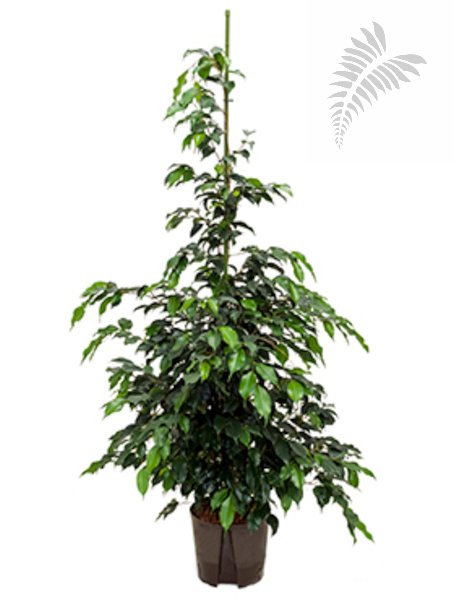 Ficus benj. "Danielle" 170-180cm KT 22/19