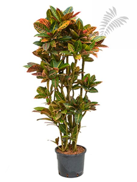 Codiaeum var. "Petra" verzw. 120-140cm KT 25-28/19