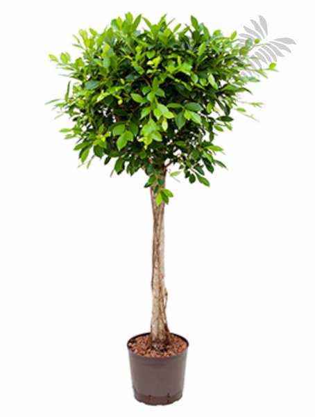 Ficus nitida Stamm Hst 120-140 cm KT 22-25/19