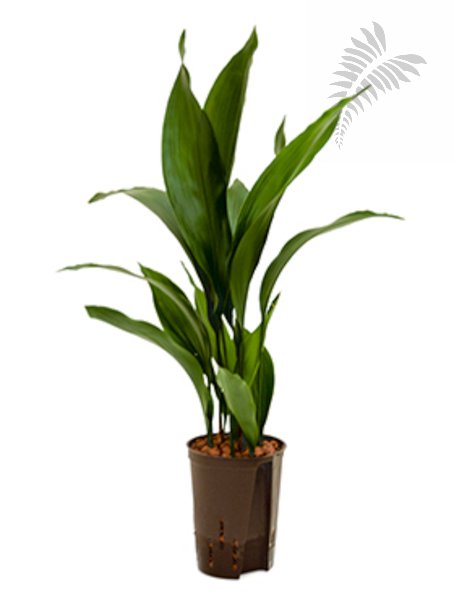 Aspidistra elatior 60-70cm KT 15/19