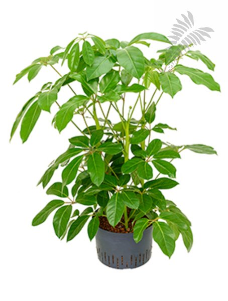 Schefflera actinophylla Amate 3er Tuff 9 KT 28/19