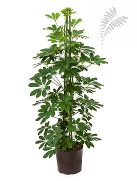 Schefflera arboricola 3-Tuff 110-130cm KT 18/19