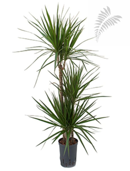 Dracaena marginata  60/30/15 100-120cm KT 18/19