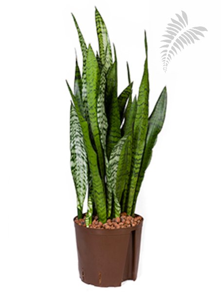 Sanseveria zeylanica 50-70cm KT 22/19