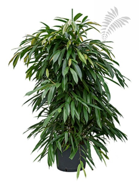 Ficus longi. "Amstel King" 170-180cm KT 22/19