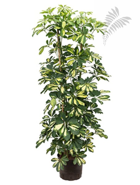 Schefflera arboricola Gold Capella 4er-T KT 22/19