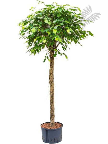 Ficus benj. HST 120cm KT 25/19