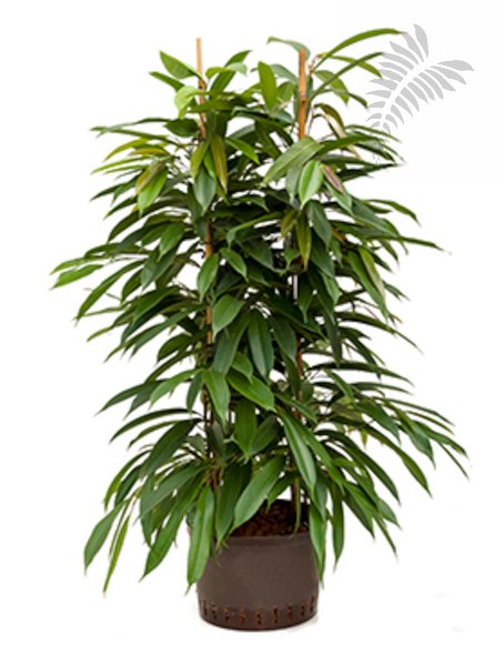 Ficus longi. "Amstel King" 110-120cm 2er KT 28/19