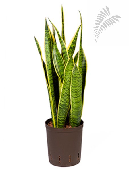 Sanseveria laurentii 50-60cm KT 18/19